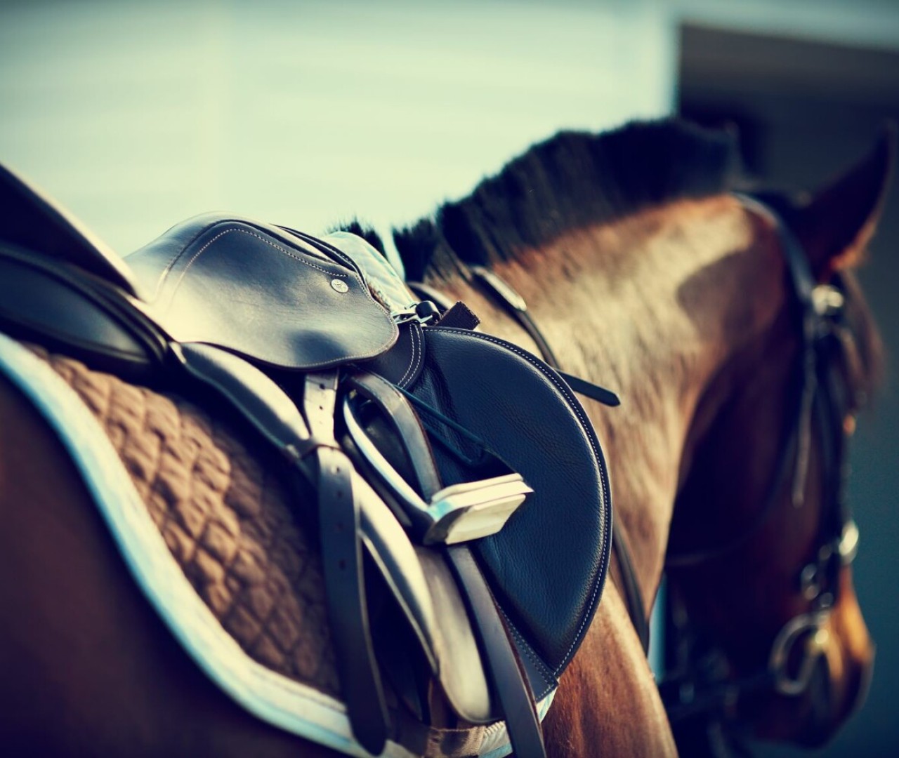 ALTANO TAKES A SHARE IN THE HORSE CLINIC AND SMALL ANIMAL PRACTICE JAENICH 